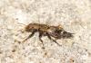 Ontholestes murinus